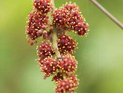 Image of Ampelocissus latifolia (Roxb.) Planch.