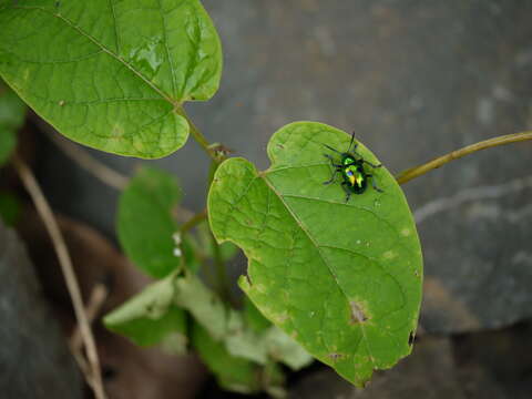 Image of <i>Chrysocoris stollii</i>