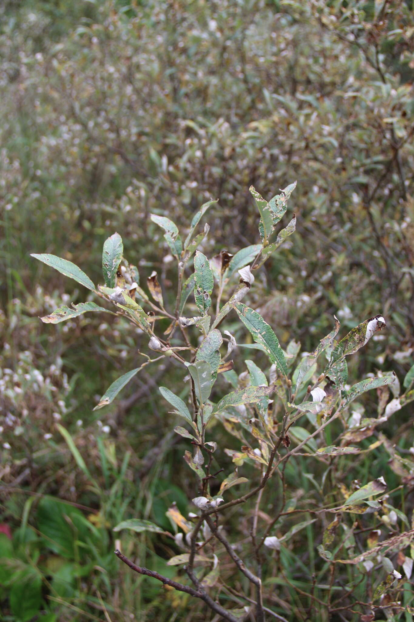 Image de Salix krylovii E. Wolf