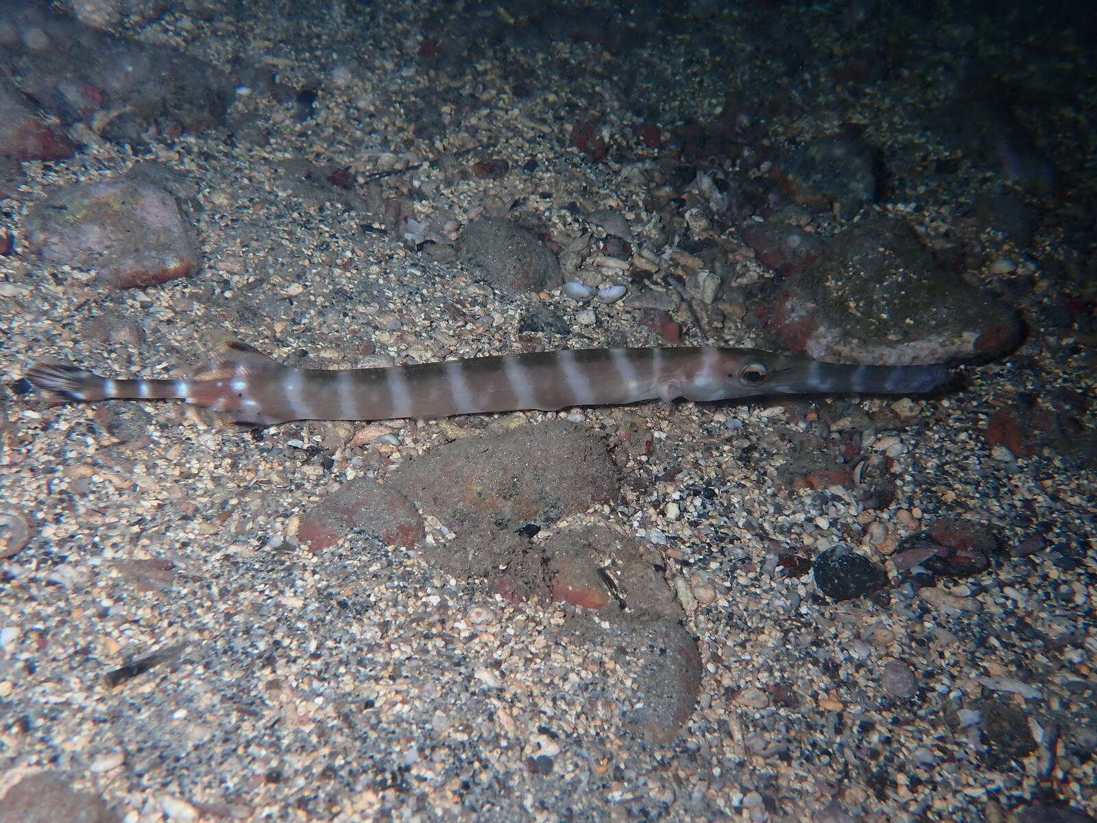 Sivun Aulostomus strigosus Wheeler 1955 kuva