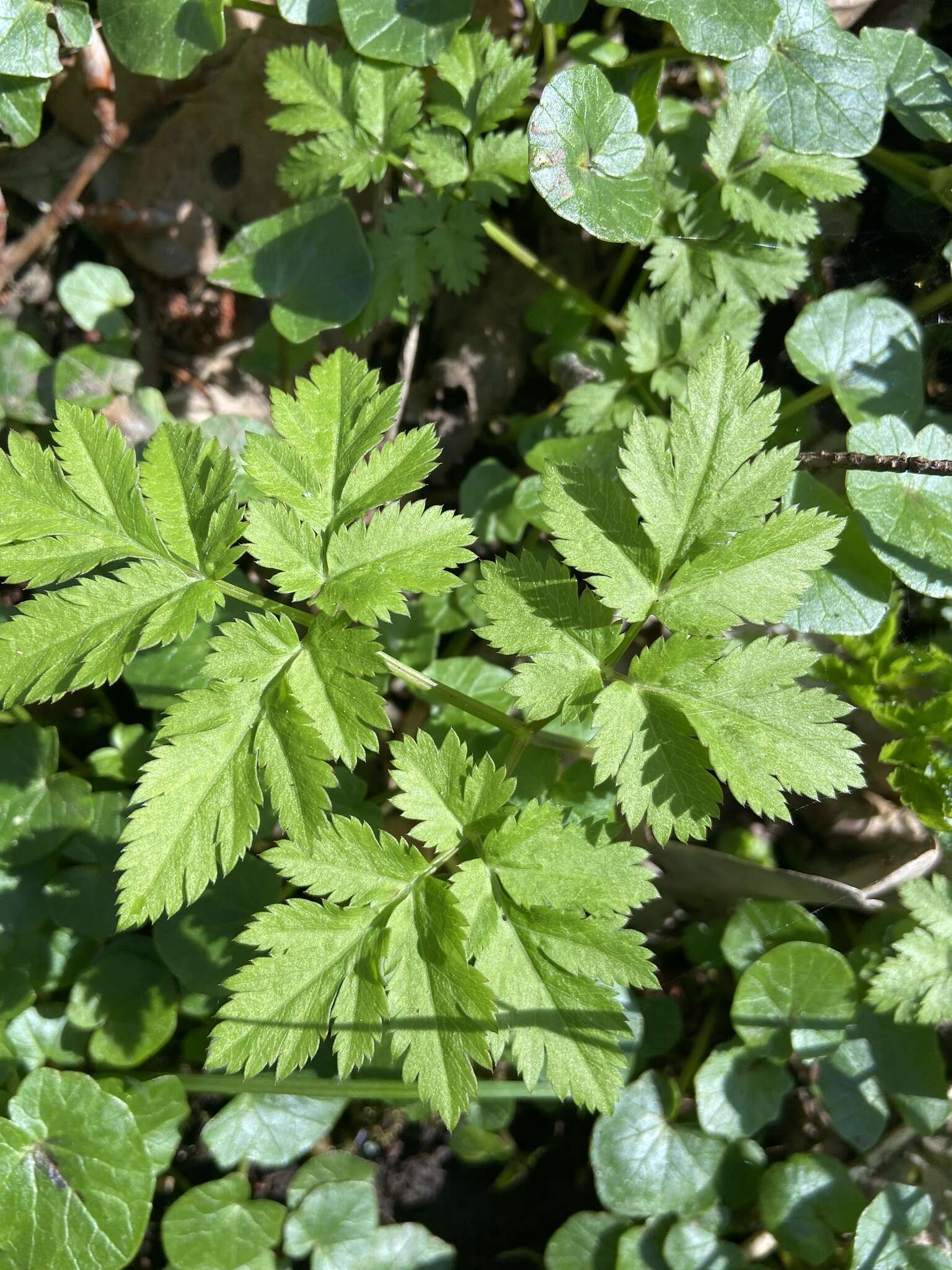 Image of Chaerophyllum hirsutum L.