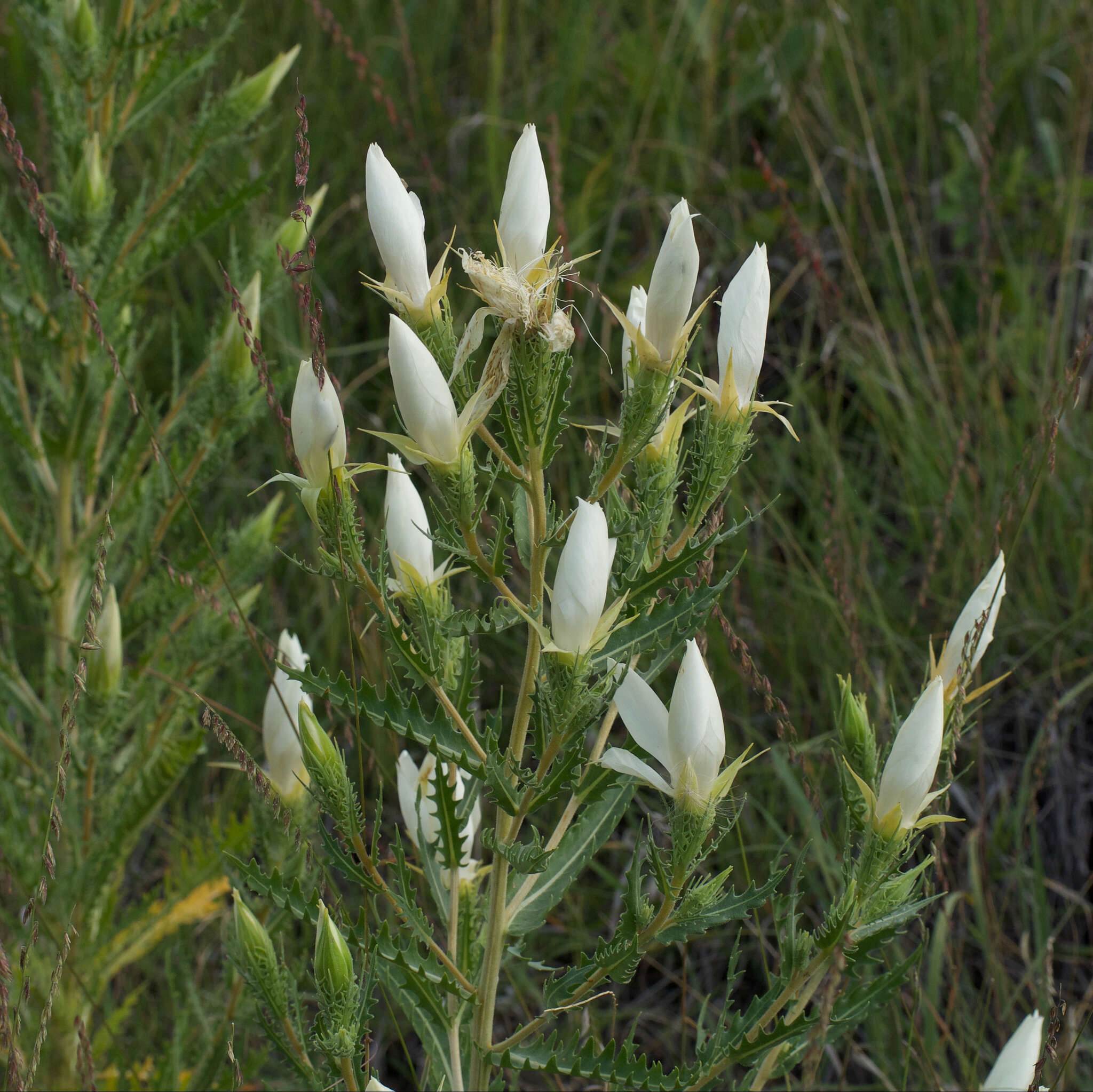 Image of tenpetal blazingstar