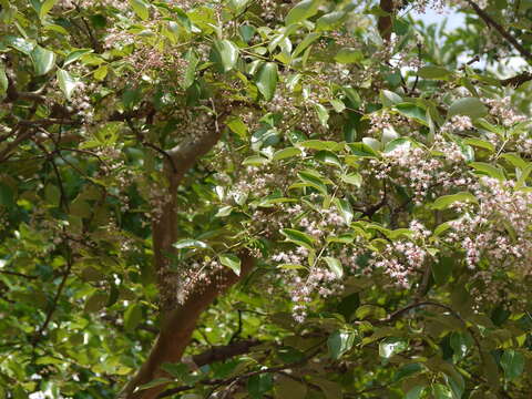 Plancia ëd Lagerstroemia microcarpa Wight