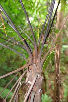 Sivun Dicksonia thyrsopteroides Mett. kuva