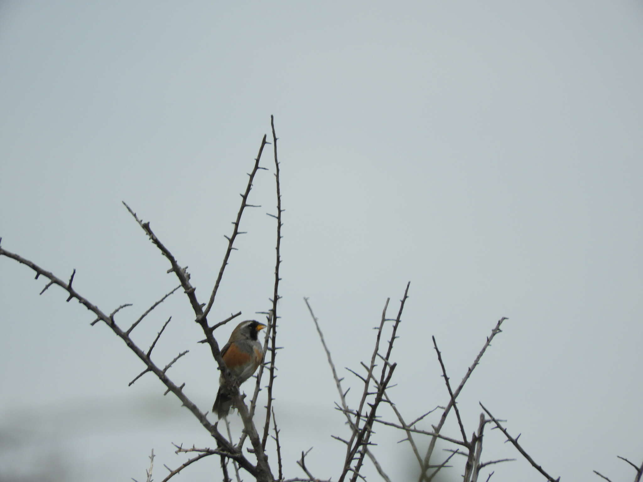 Image of Many-colored Chaco Finch