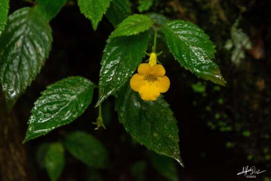 Image of Achimenes flava C. V. Morton