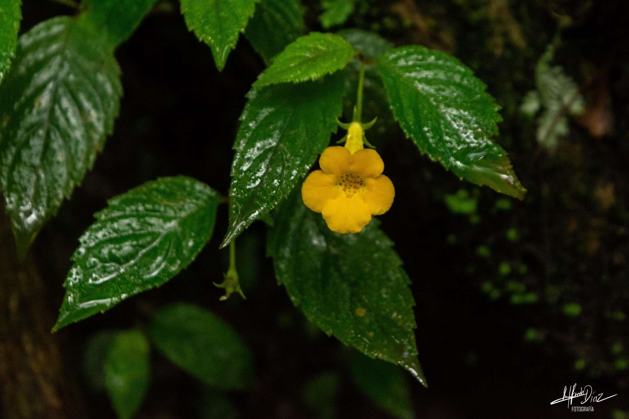 Imagem de Achimenes flava C. V. Morton