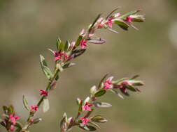 Image of Polygonum plebeium