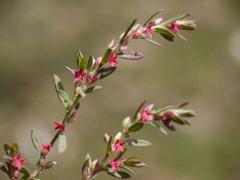 Image of Polygonum plebeium