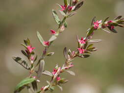 Image of Polygonum plebeium