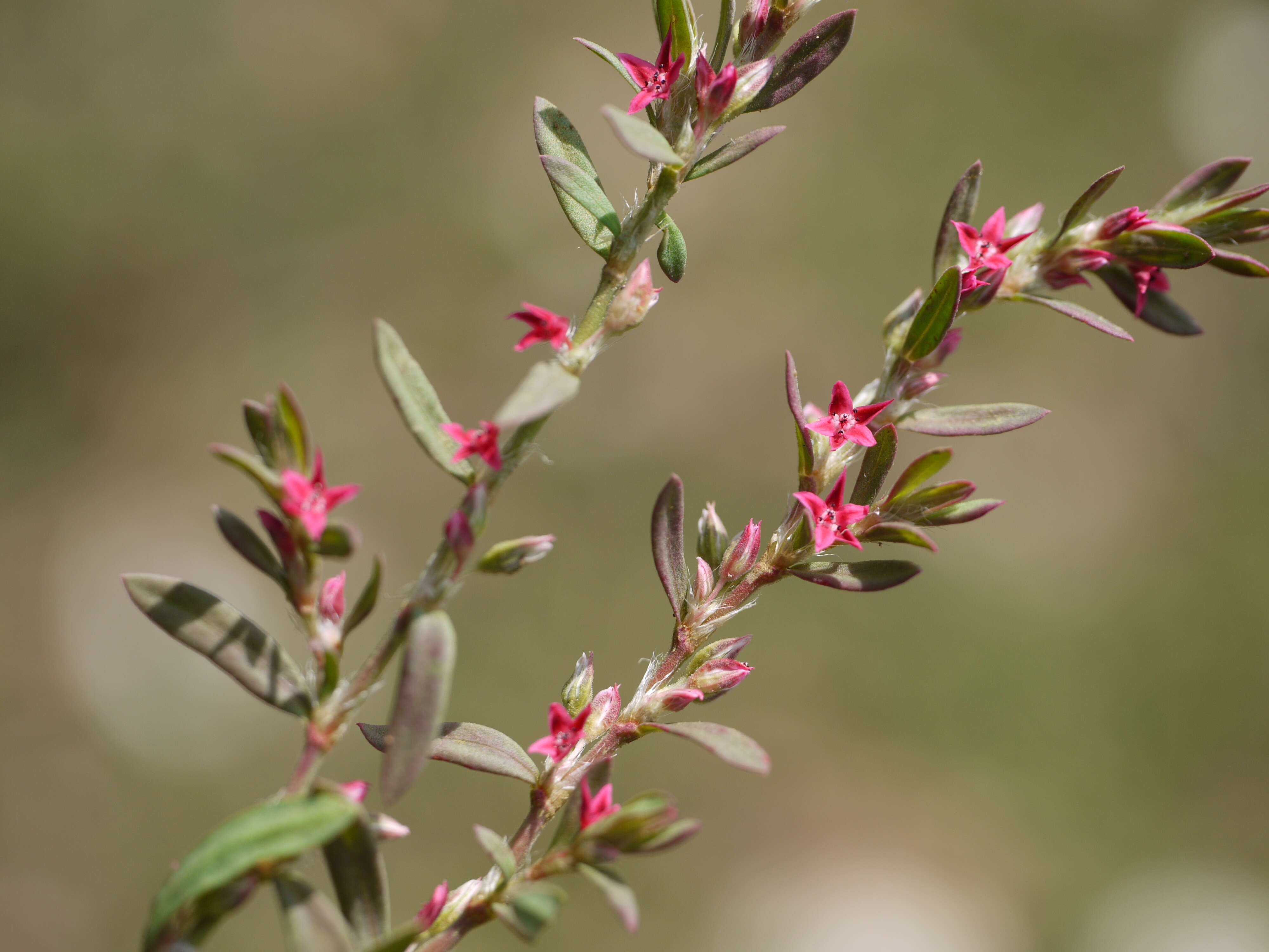 Image of Polygonum plebeium