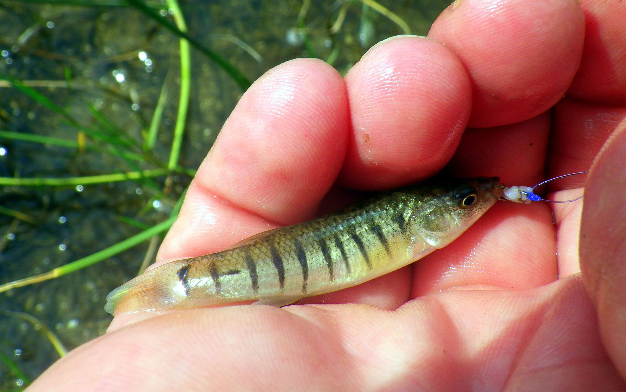 Image of Striped Killifish