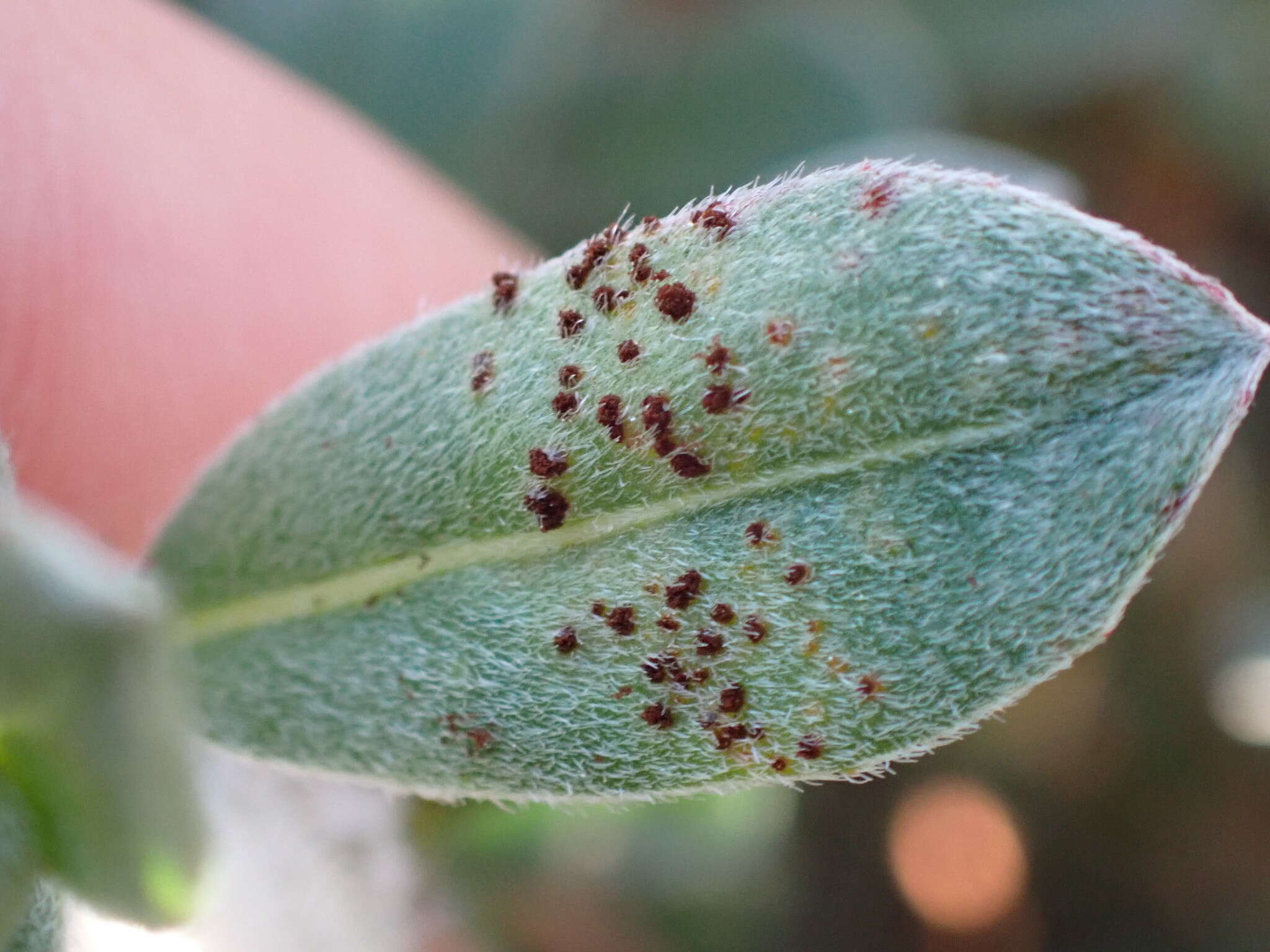 Imagem de Puccinia oenotherae Vize 1877