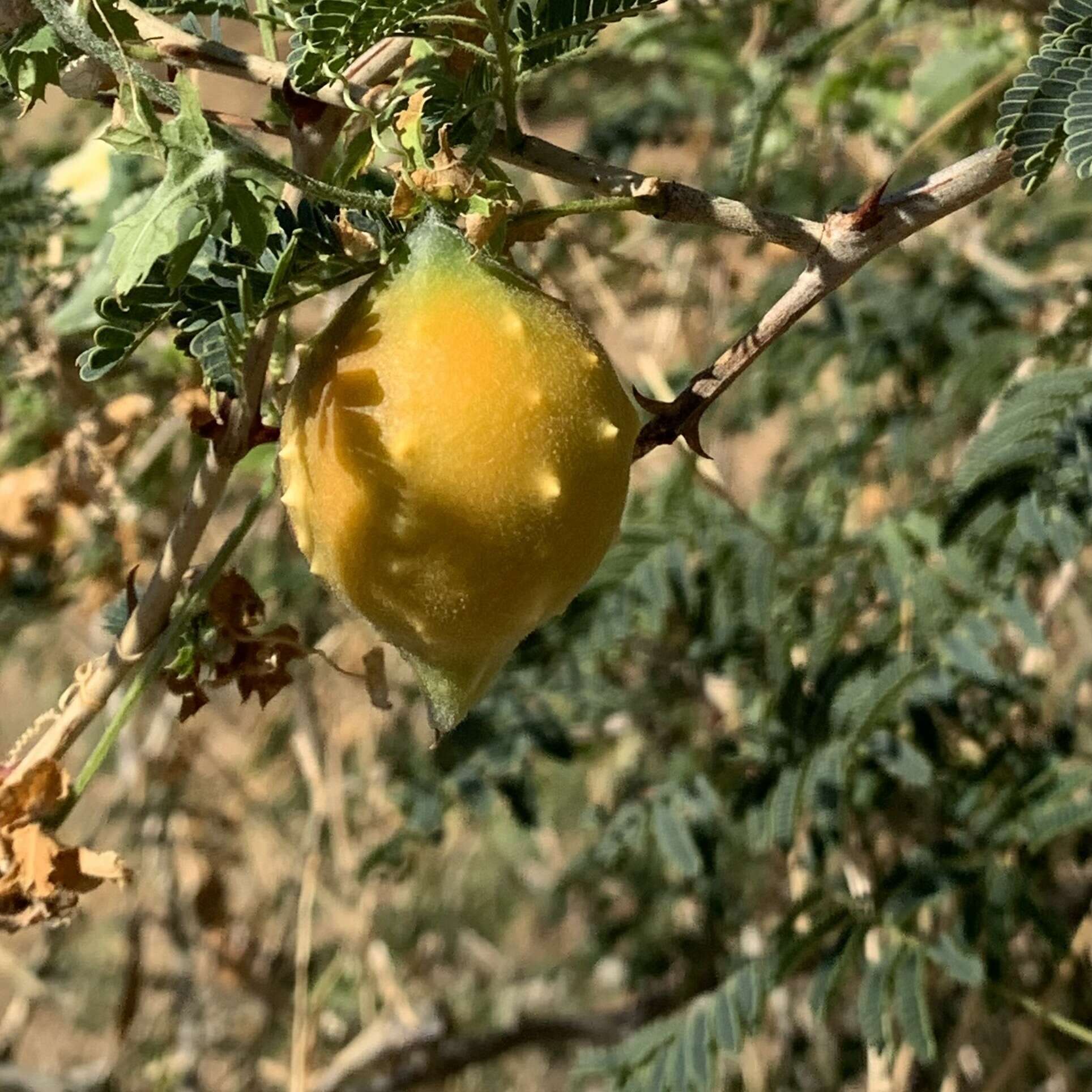 Image of southern balsampear