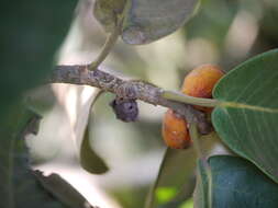 Image de Ficus drupacea Thunb.