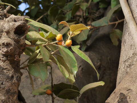 Image of brown-woolly fig