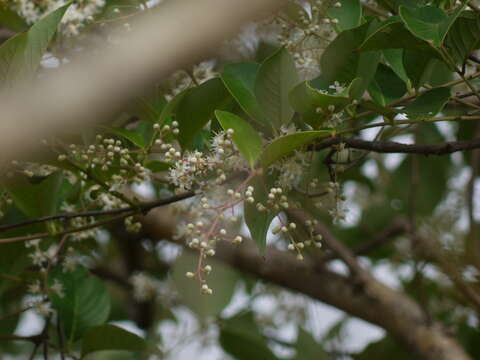 Plancia ëd Lagerstroemia microcarpa Wight