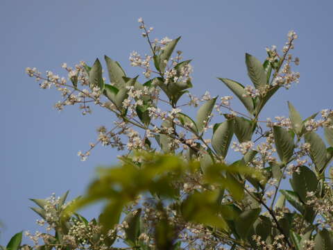 Plancia ëd Lagerstroemia microcarpa Wight