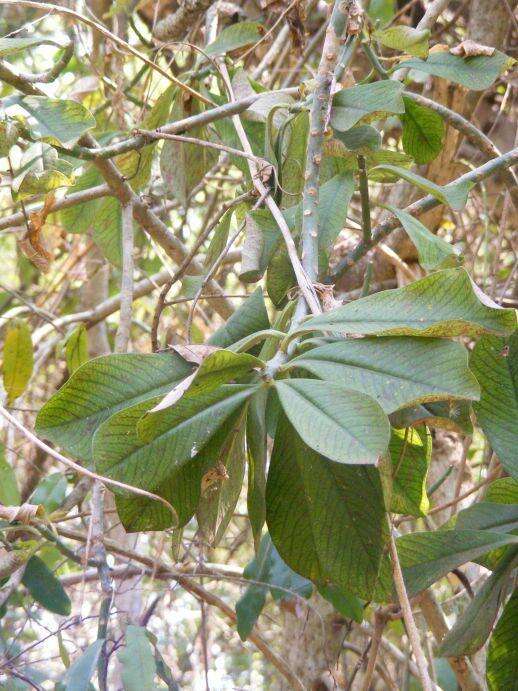 Image of Euphorbia cupularis Boiss.