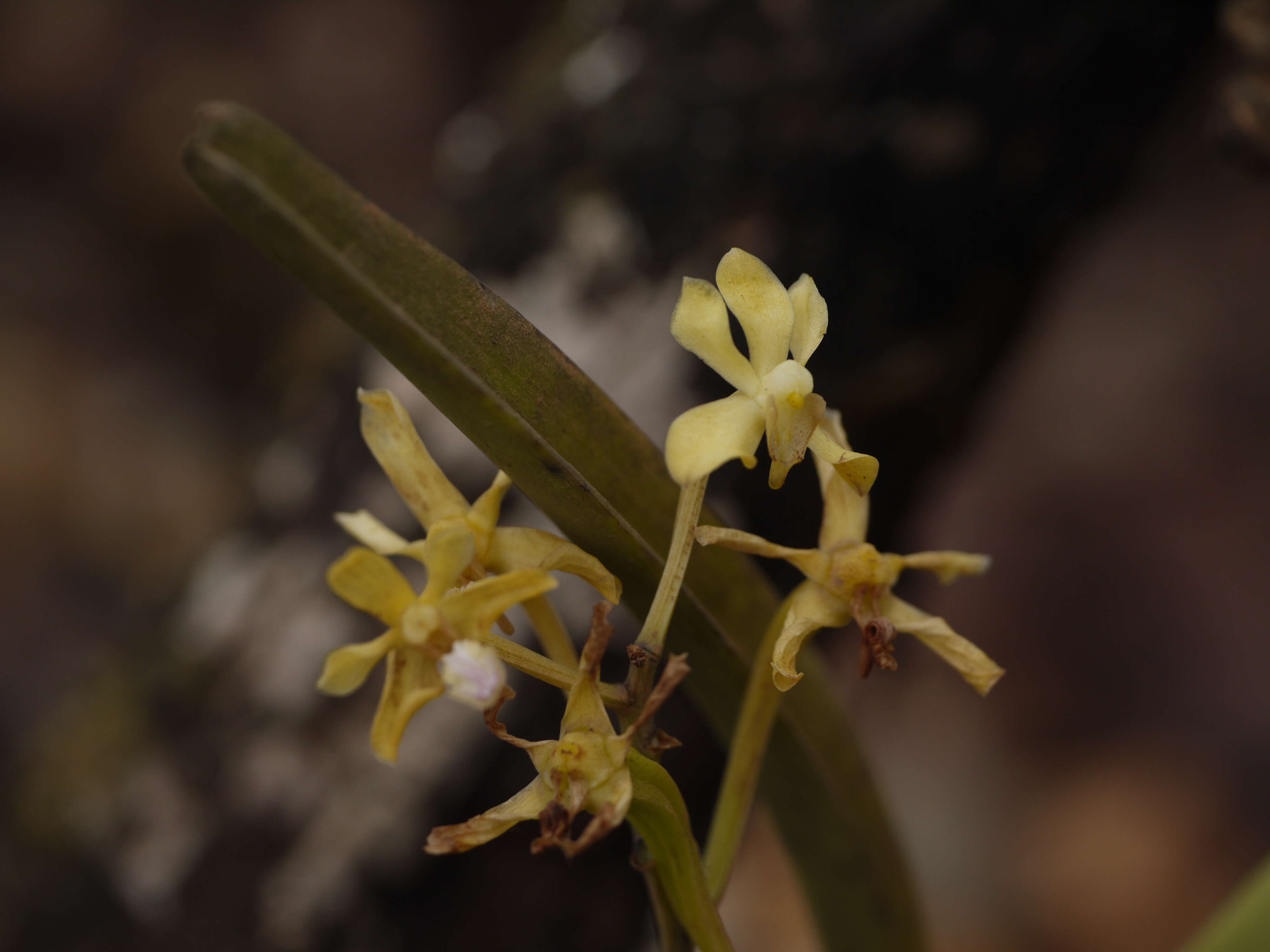 Image of Vanda testacea (Lindl.) Rchb. fil.