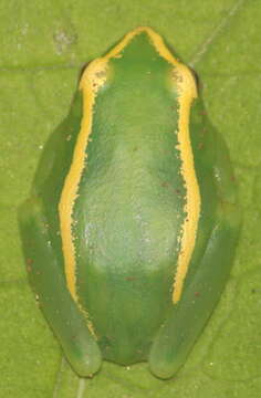 Image of Yellow-striped Reed Frog