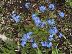 Plancia ëd Myosotis asiatica (Vesterg.) Schischkin & Sergievskaja