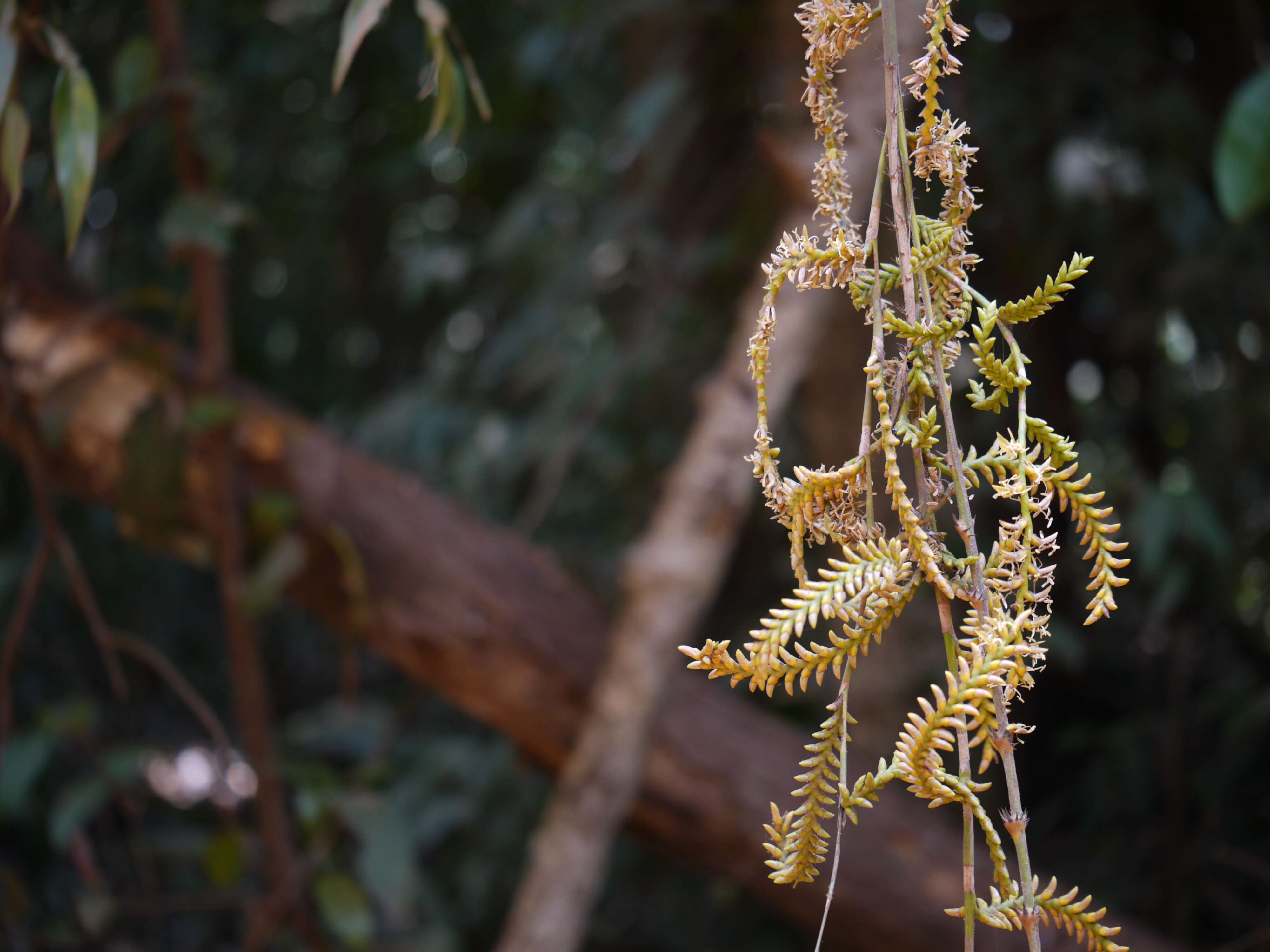 Calamus thwaitesii Becc.的圖片