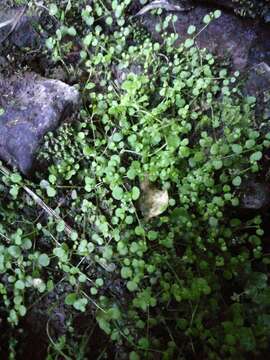 Imagem de Stellaria parviflora Banks & Soland. ex Hook. fil.