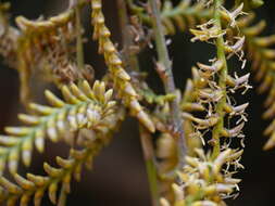 Image of Calamus thwaitesii Becc.