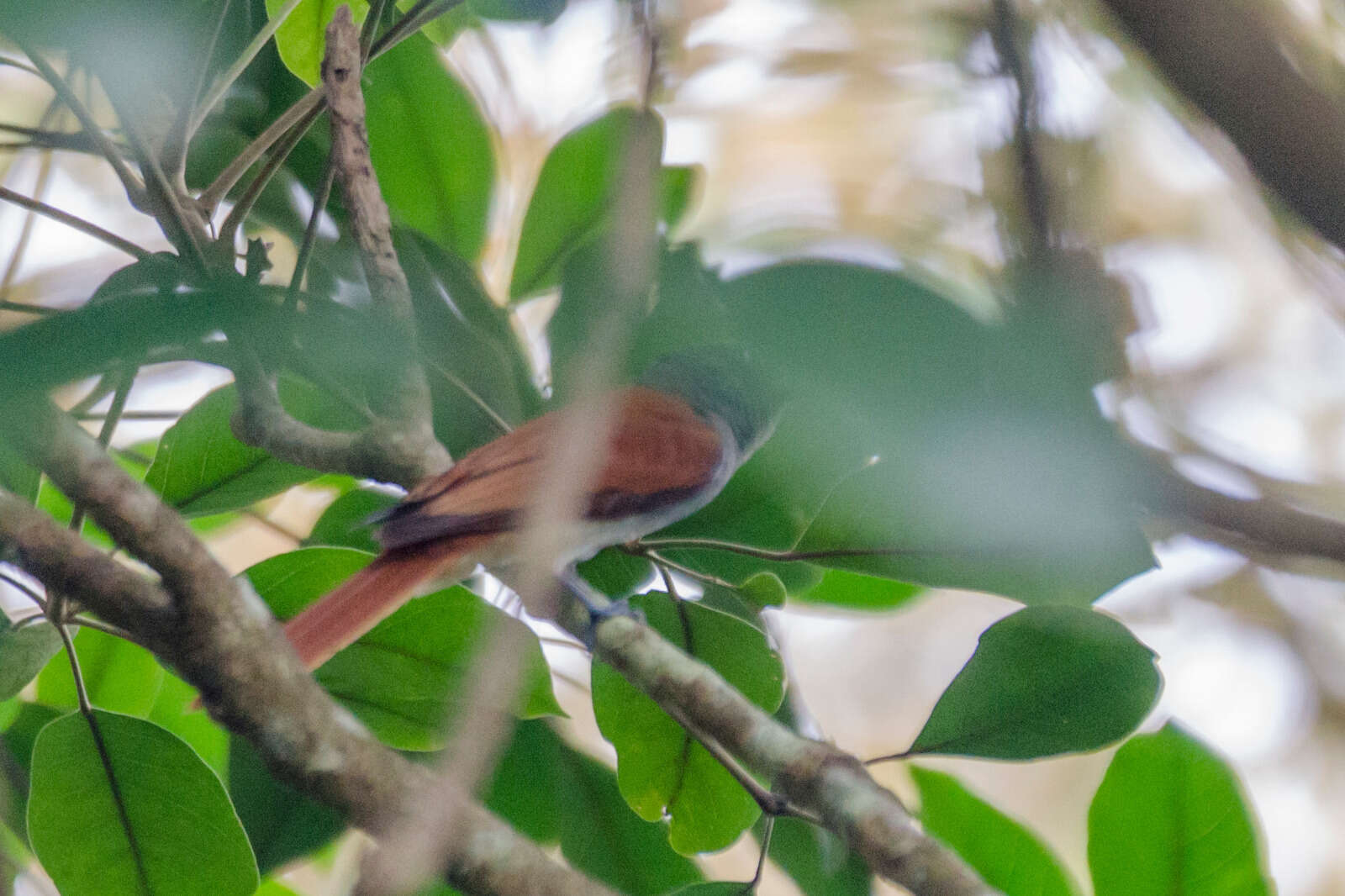 Image of Amur Paradise Flycatcher