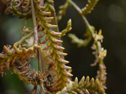 Image of Calamus thwaitesii Becc.