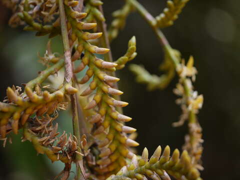 Imagem de Calamus thwaitesii Becc.