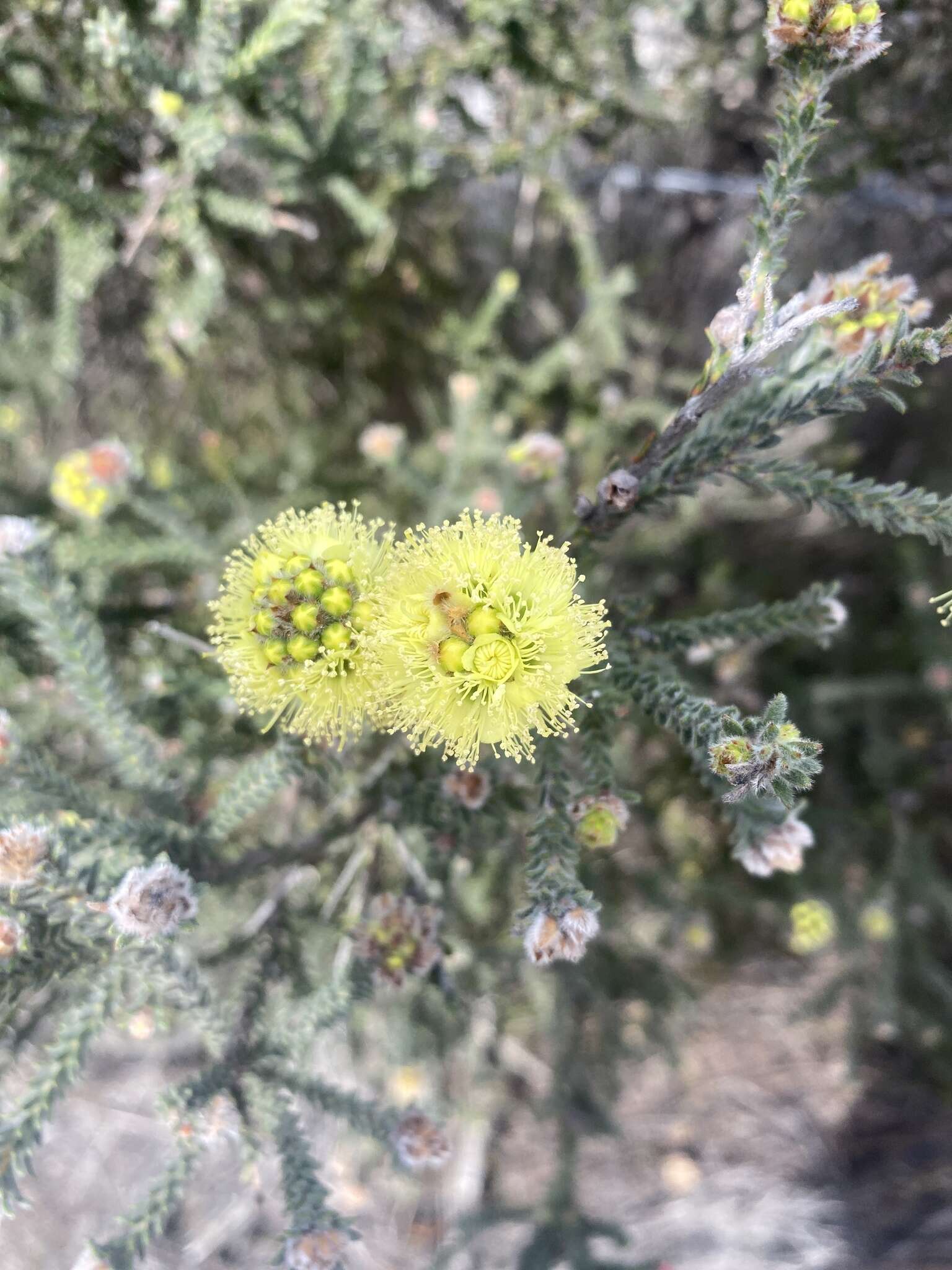 صورة Kunzea ericifolia (Sm.) Heynh.