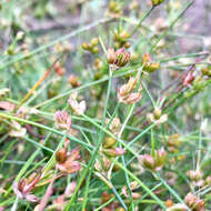 Image of Bulbous Rush