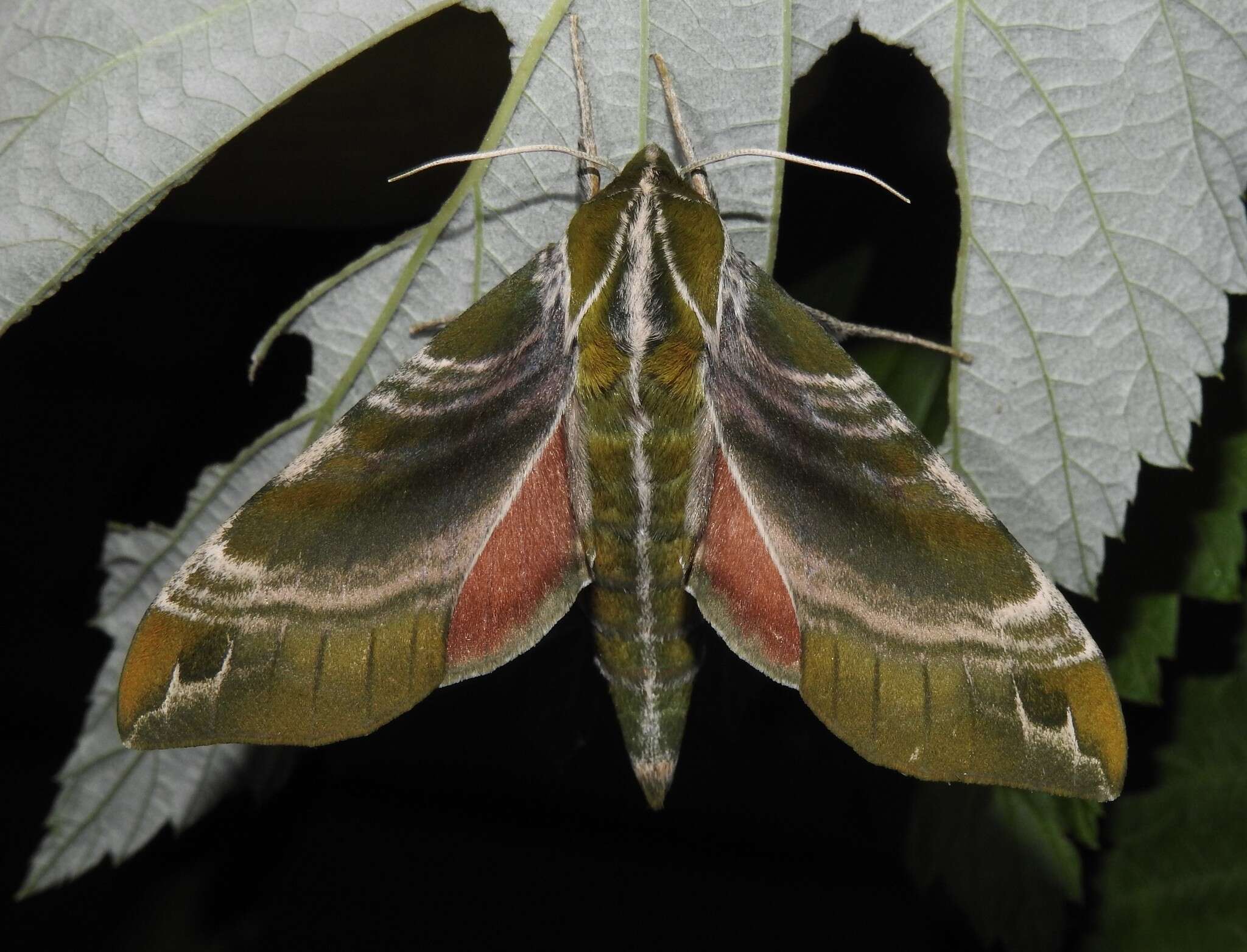 Image de Darapsa versicolor (Harris 1839)