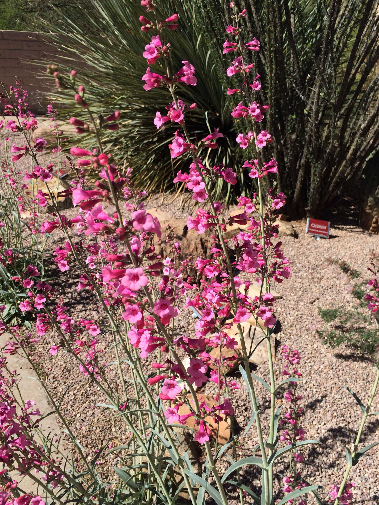 Слика од Penstemon parryi A. Gray