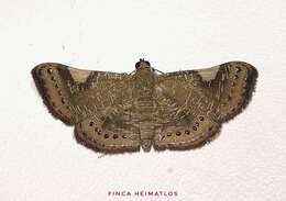 Imagem de Aplogompha costimaculata Warren 1900