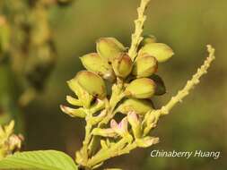 Flemingia macrophylla (Willd.) Merr. resmi