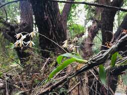 Image of Barkeria obovata (C. Presl) Christenson