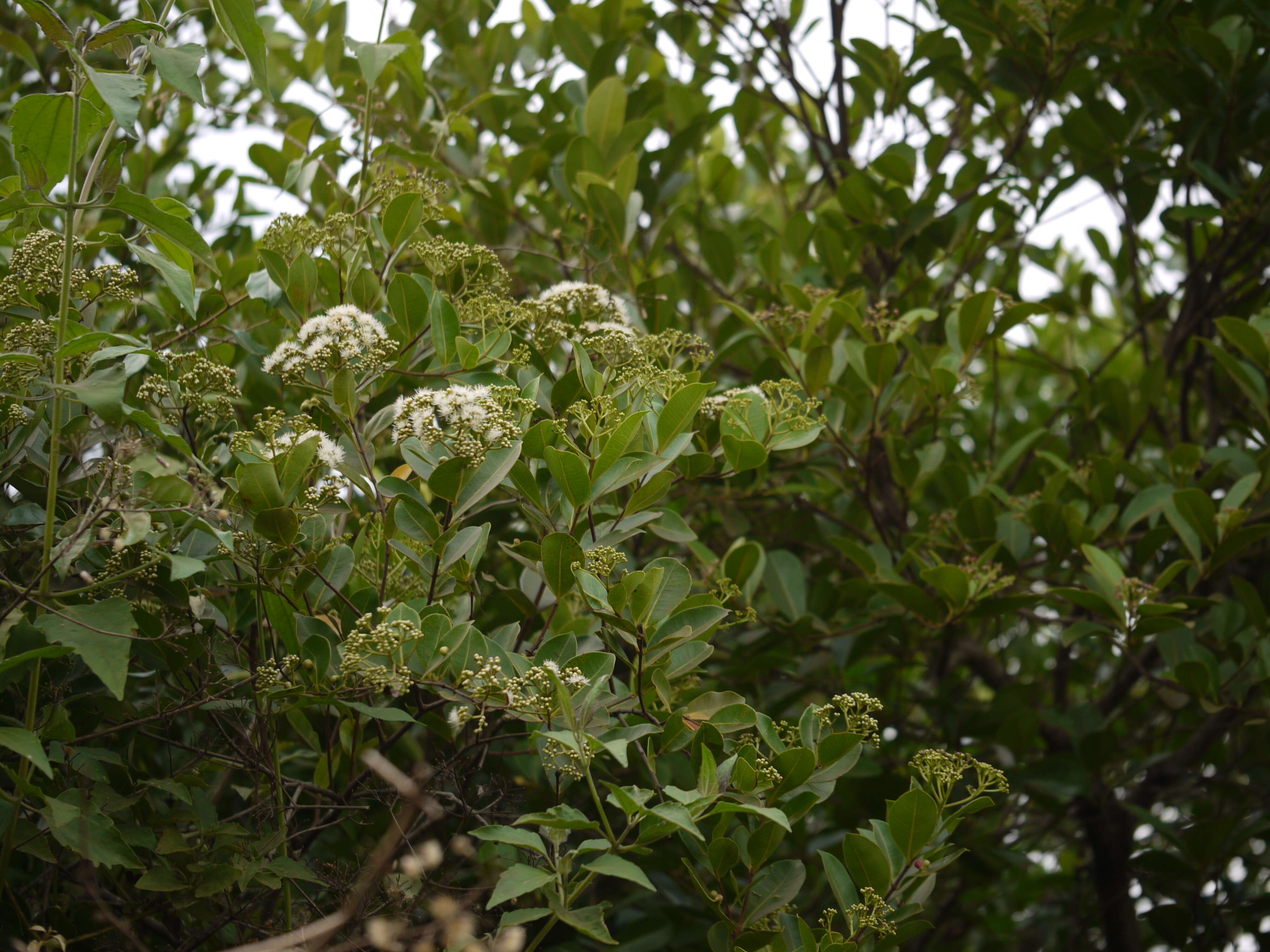 Image of Syzygium caryophyllatum (L.) Alston