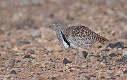 Image of Chlamydotis undulata fuertaventurae (Rothschild & Hartert 1894)