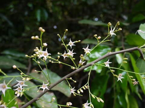 Image of Hopea ponga (Dennst.) D. J. Mabberley