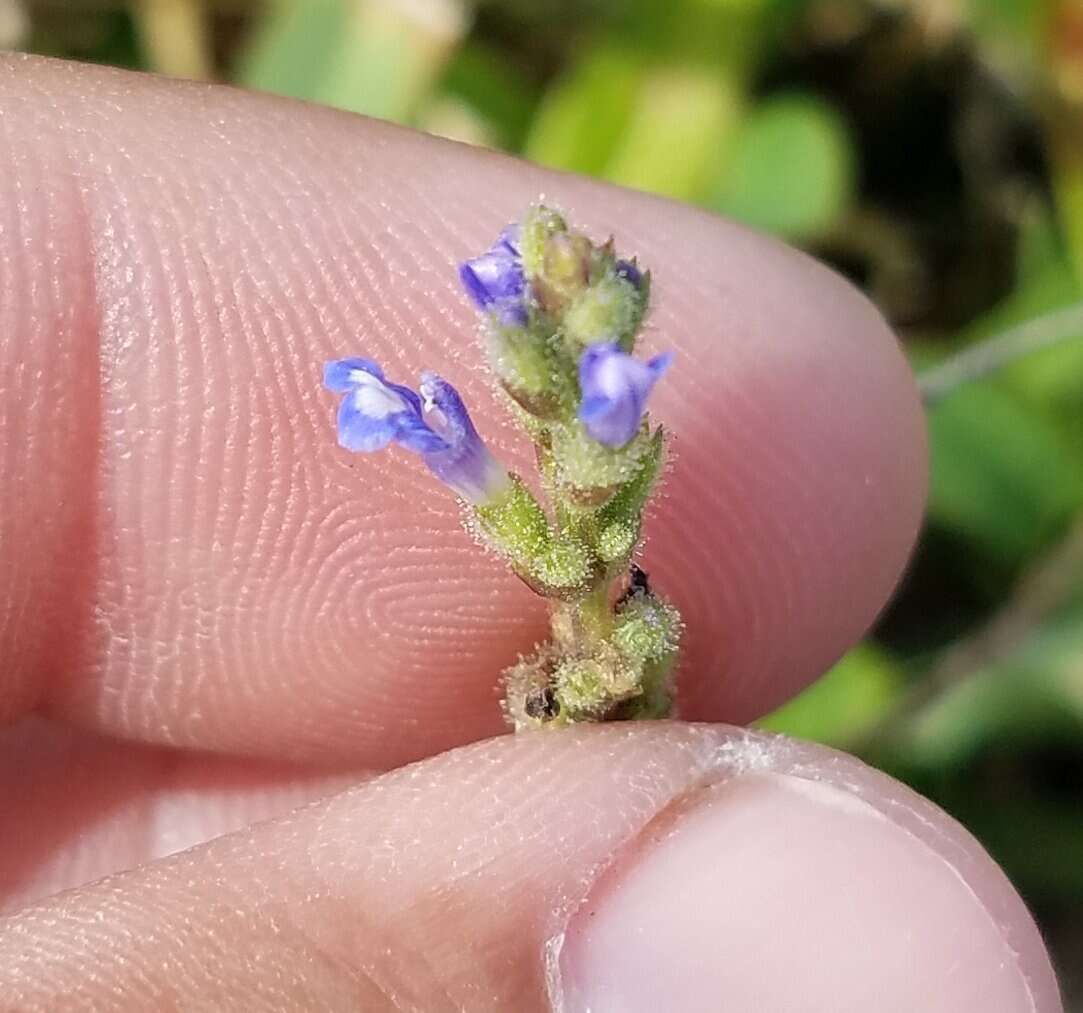 Image of West Indian sage