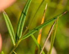 Imagem de Phlox glaberrima subsp. interior (Wherry) Wherry