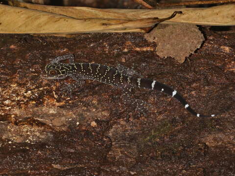 Image of Cyrtodactylus phuketensis Sumontha, Pauwels, Kunya, Nitikul, Samphanthamit & Grismer 2012