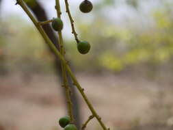 صورة Buchanania cochinchinensis (Lour.) Almeida