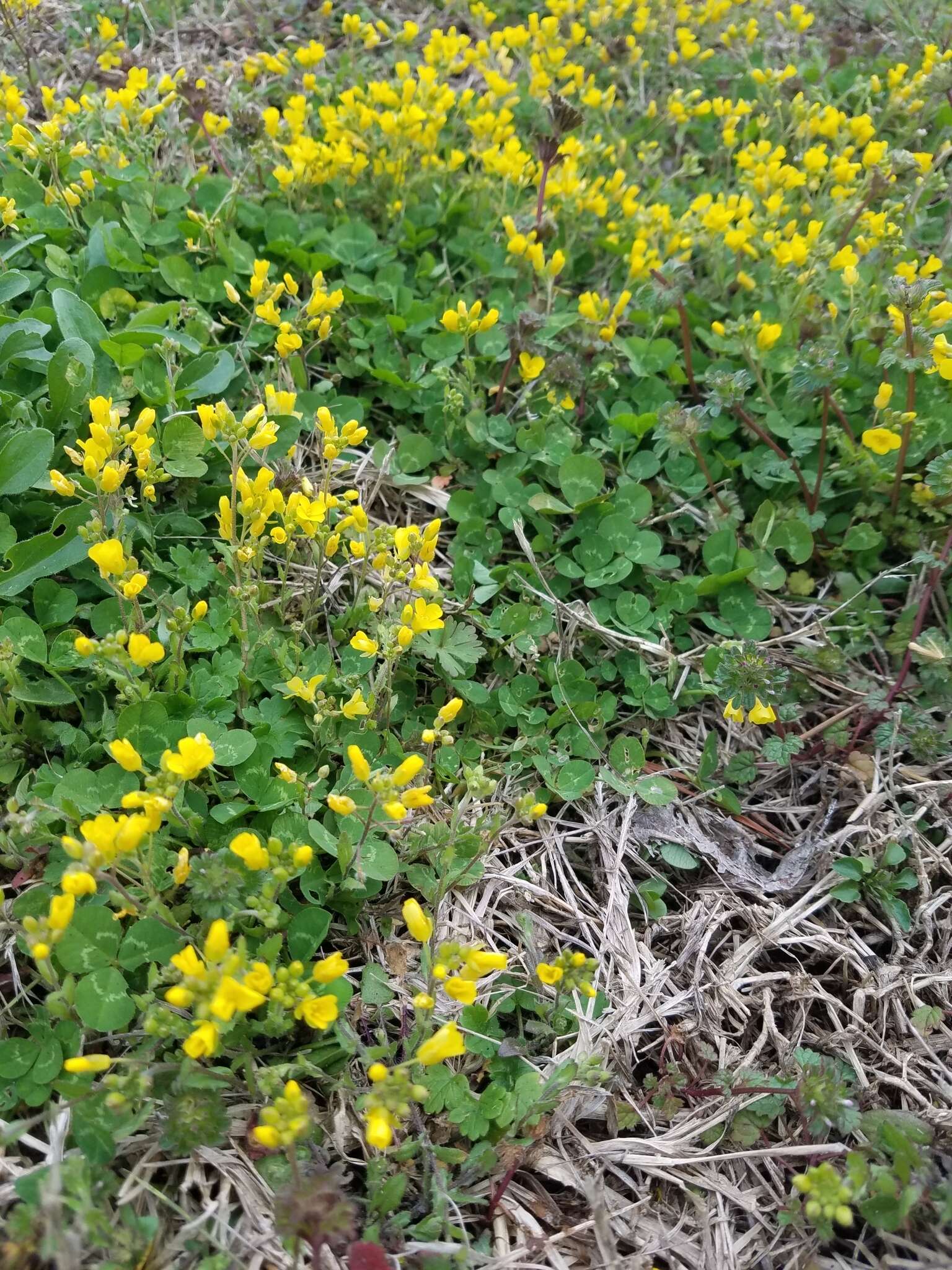 Image of Lescur's bladderpod