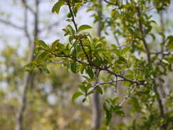 Image of tallow wood