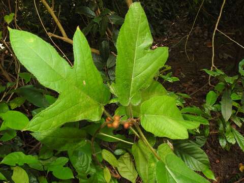 Ficus simplicissima Lour.的圖片