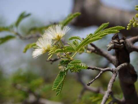 Imagem de Albizia amara (Roxb.) B. Boivin